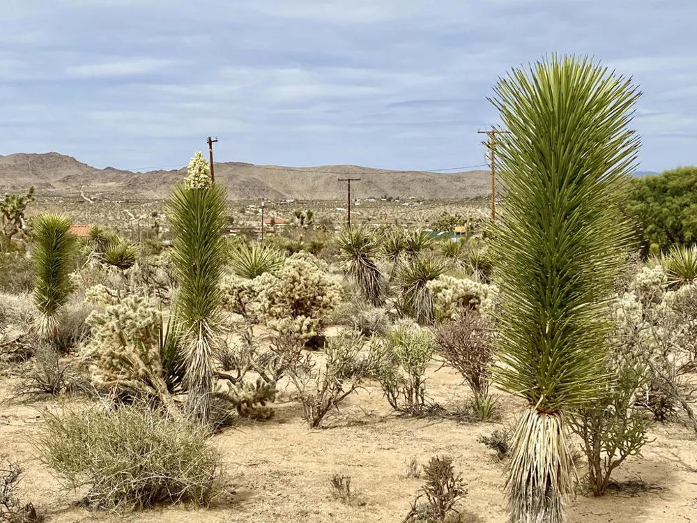 6925 Sunnyhill Road Joshua Tree, CA 92252