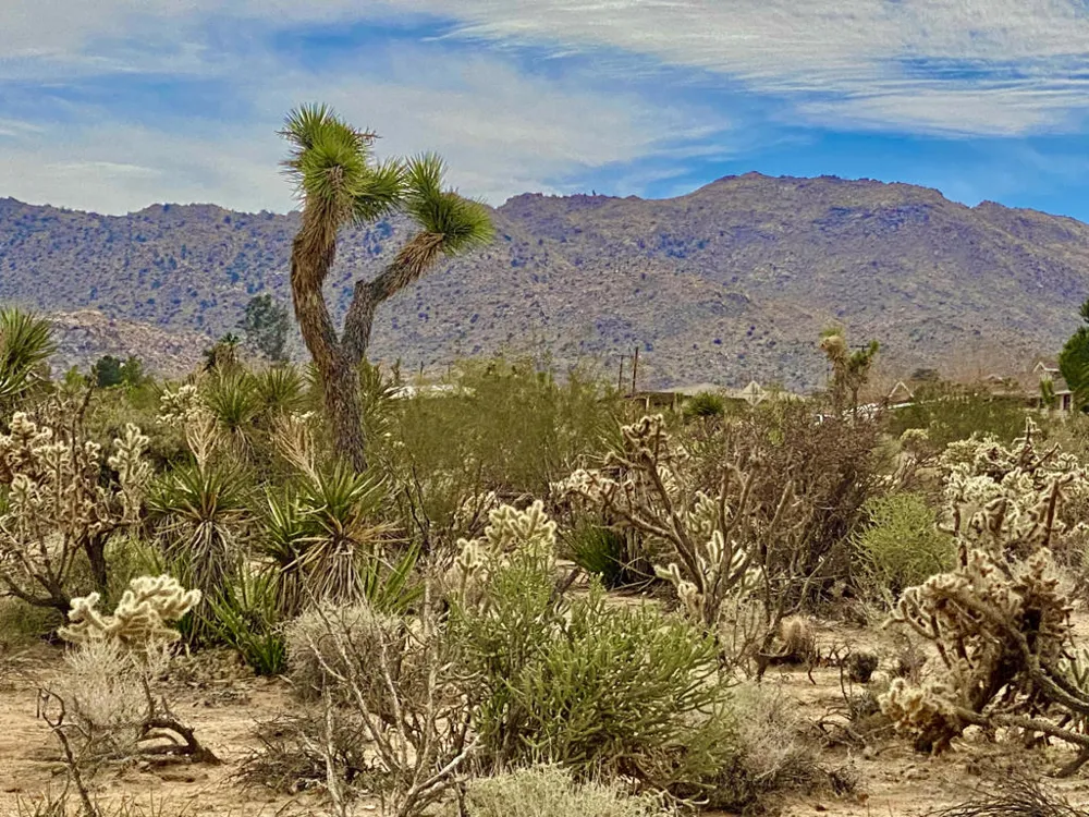 6925 Sunnyhill Road Joshua Tree, CA 92252