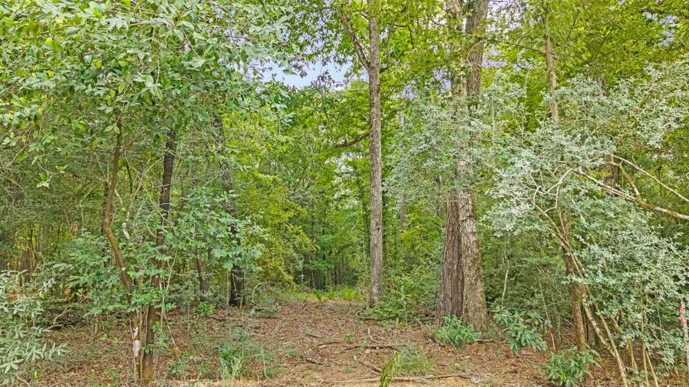 15389 Woodlife Road Willis, TX 77378