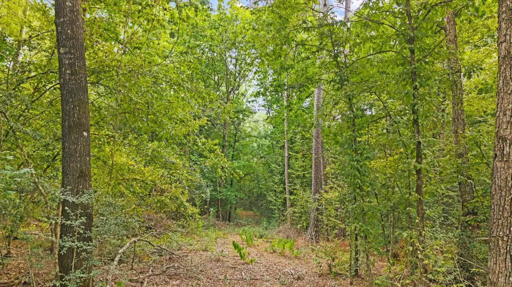 15389 Woodlife Road Willis, TX 77378