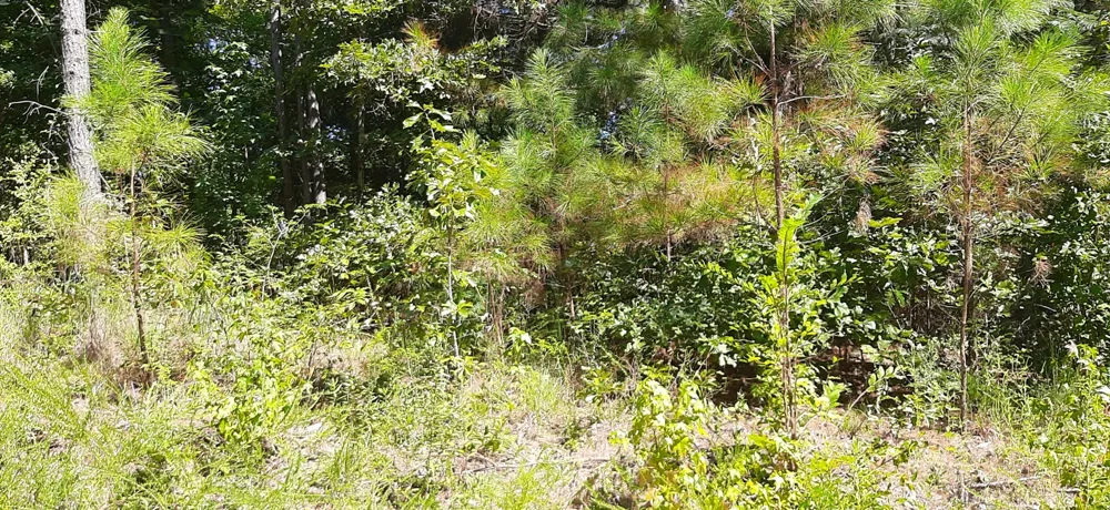 0 Tate Drive Buchanan, TN 38222