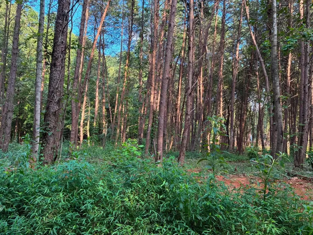 100 County Road 262 Lot 4 Niota, TN 37826
