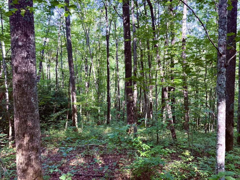 SR 1240 Sawyers Creek Road Robbinsville, NC 28771
