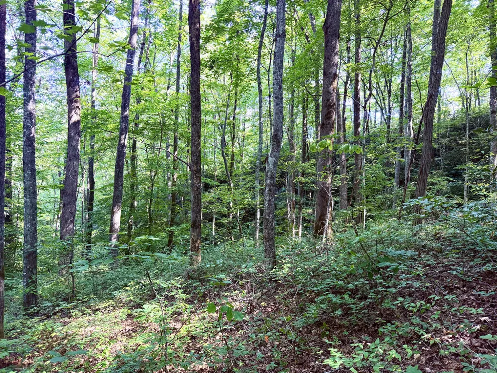 SR 1240 Sawyers Creek Road Robbinsville, NC 28771