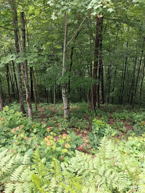 TBD Preservation Trail #47