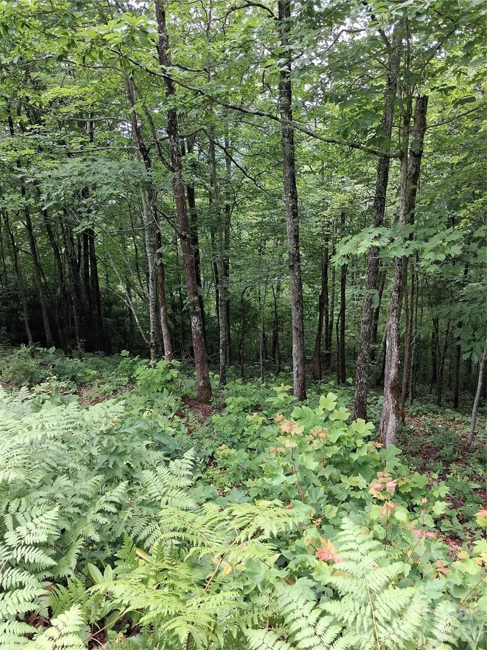 TBD Preservation Trail #47 Sylva, NC 28779