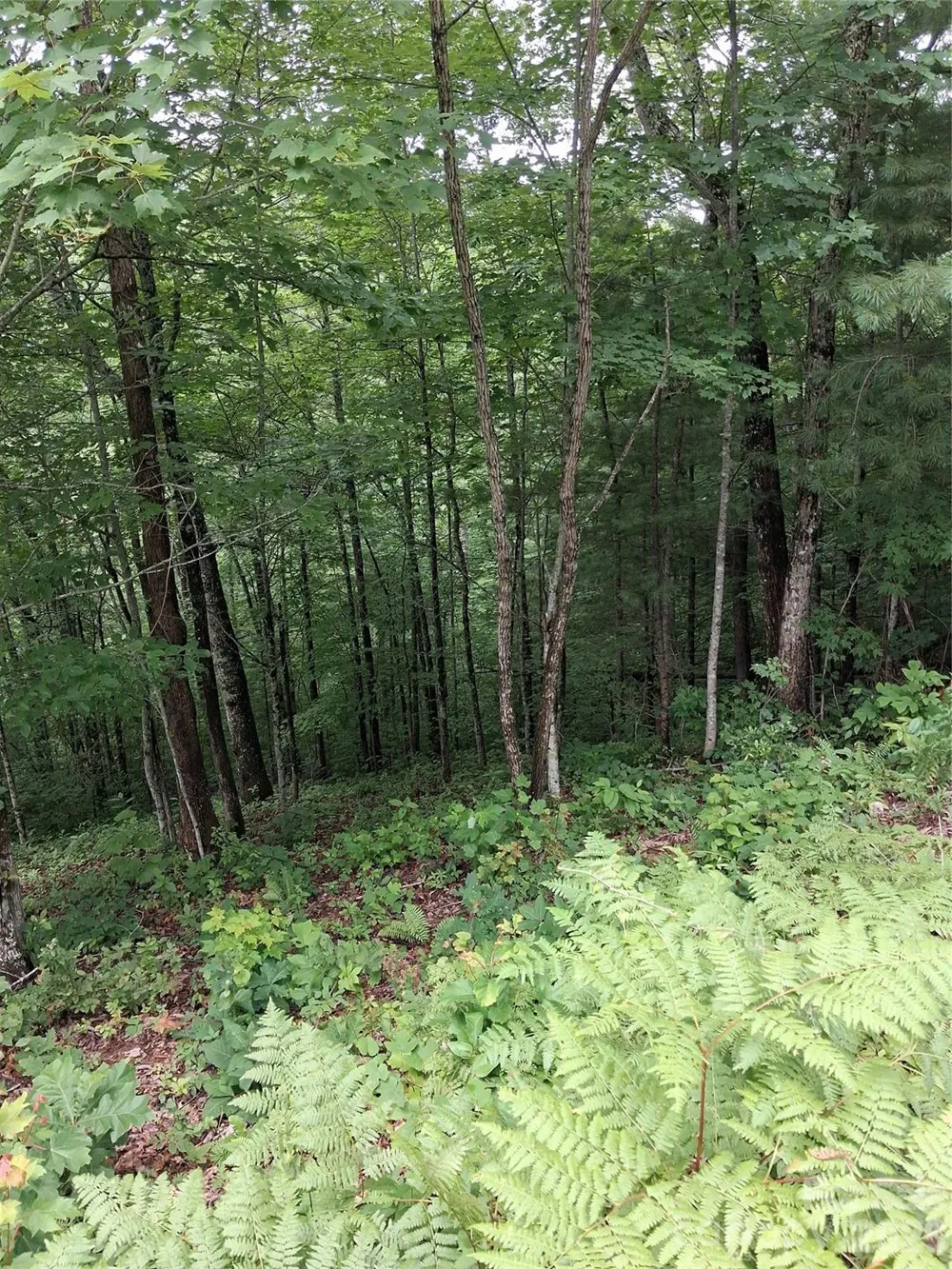 TBD Preservation Trail #47 Sylva, NC 28779