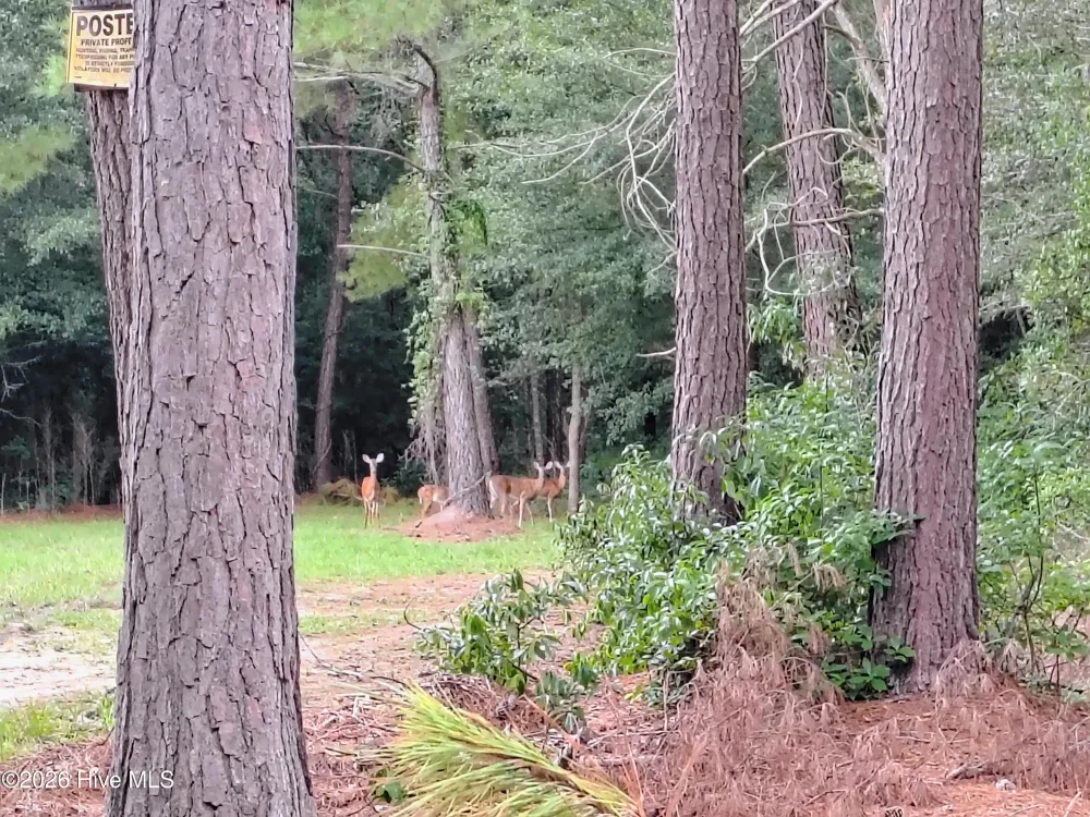 Lot 45 Near 519 Deer Lane Tabor City, NC 28463