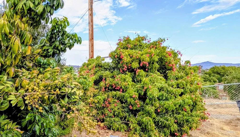 925 Grand Court Escondido, CA 92025