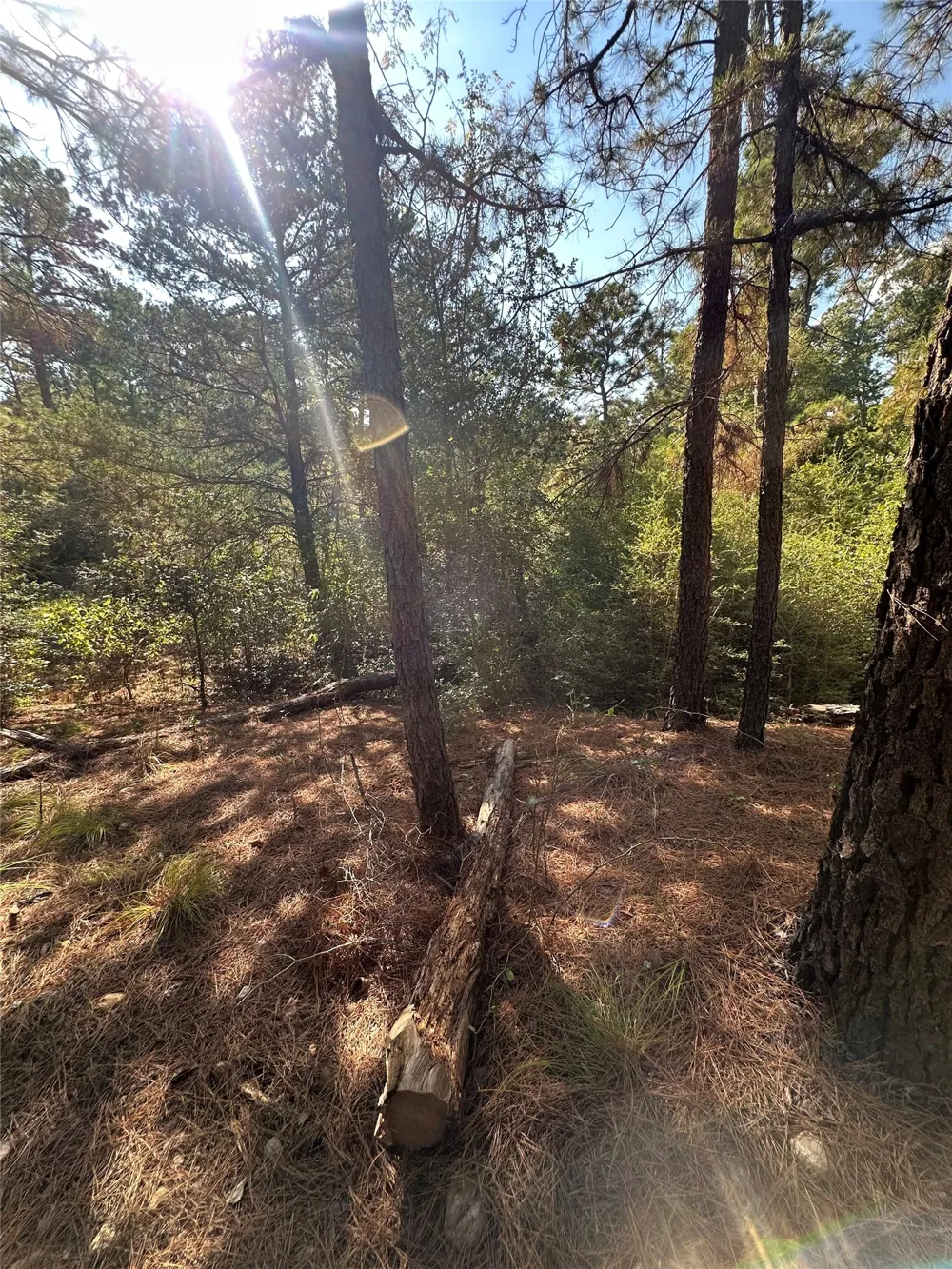 Pine Oak Drive Bastrop, TX 78602
