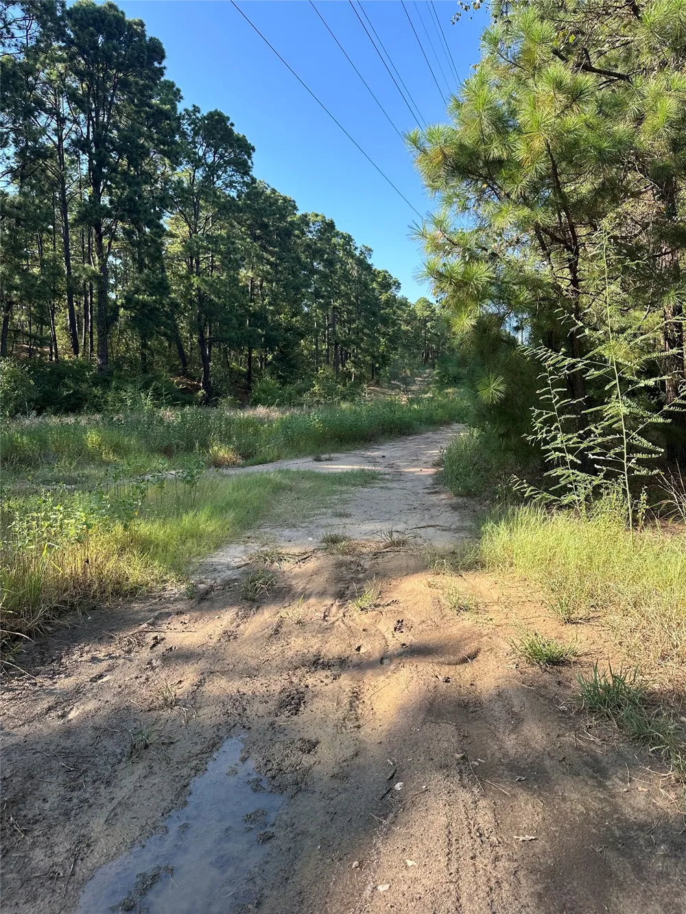 Pine Oak Drive Bastrop, TX 78602