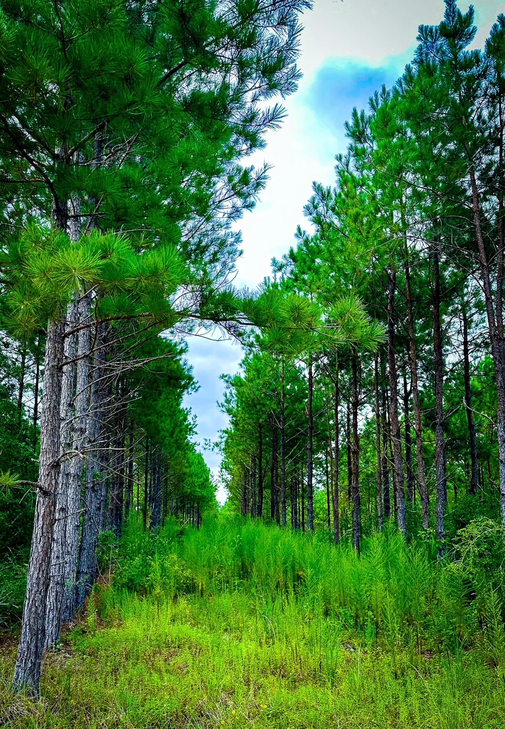 Segno Fire Lane Livingston, TX 77371