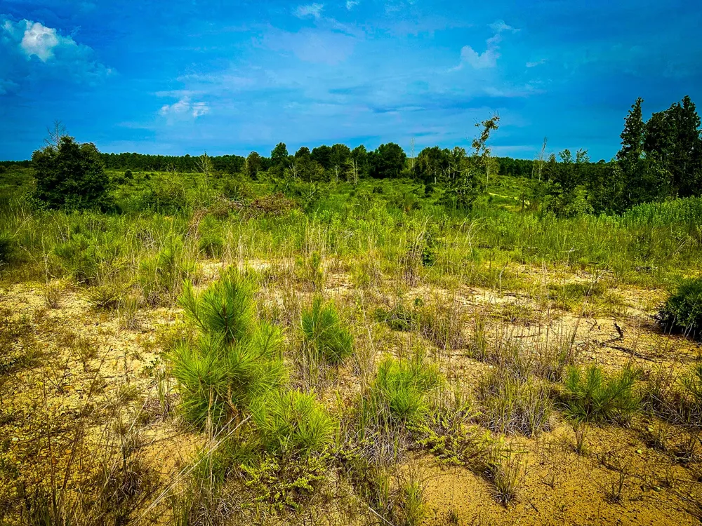 Segno Fire Lane Livingston, TX 77371
