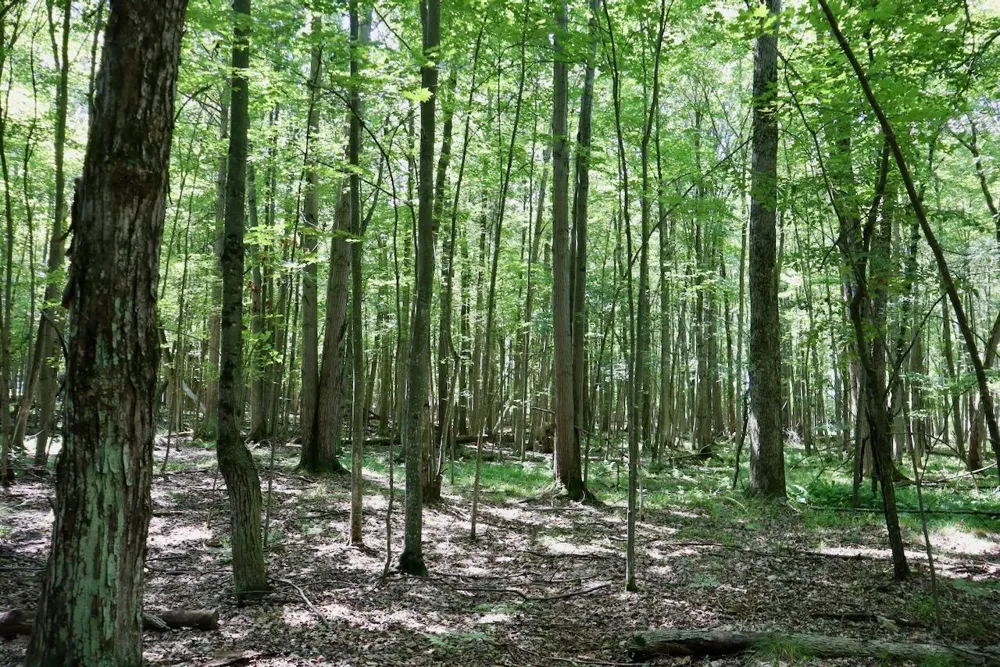 2074 W Olson Road Lee Township, MI 48657