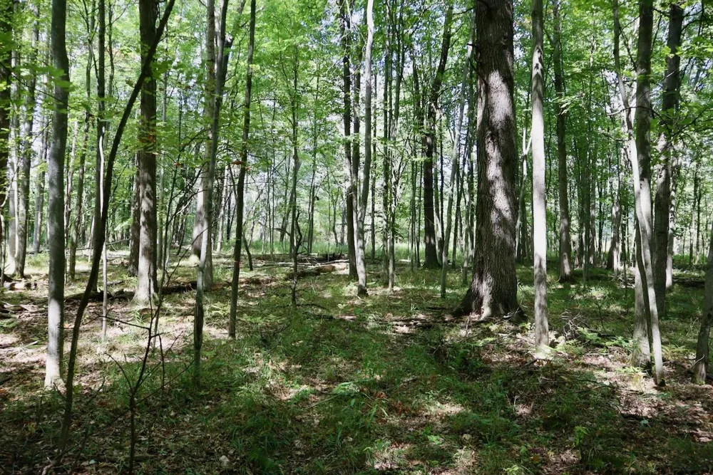 2074 W Olson Road Lee Township, MI 48657