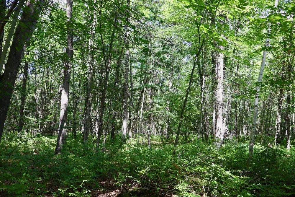 2074 W Olson Road Lee Township, MI 48657