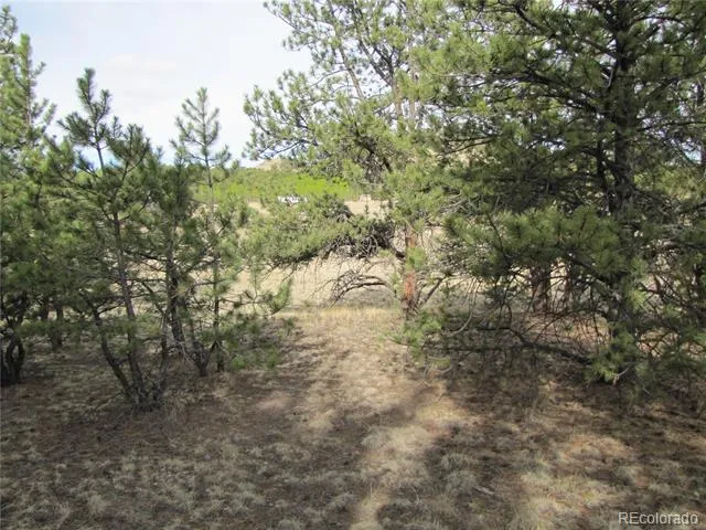 575 Falcon Road Hartsel, CO 80449