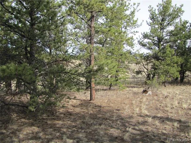 575 Falcon Road Hartsel, CO 80449