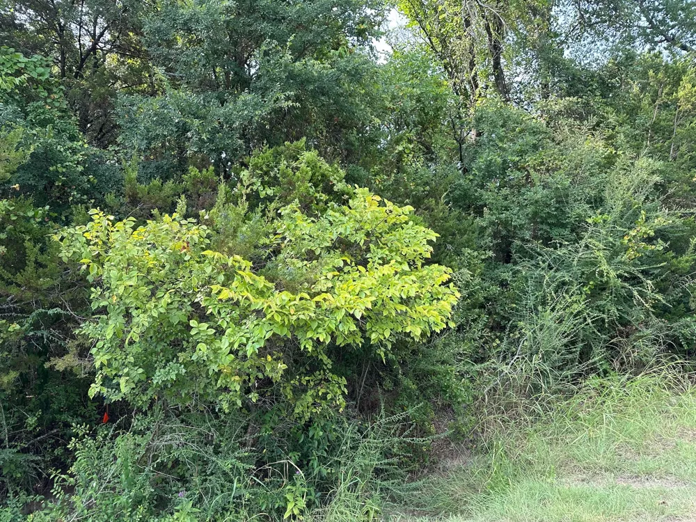 40023 Brentwood Drive Whitney, TX 76692