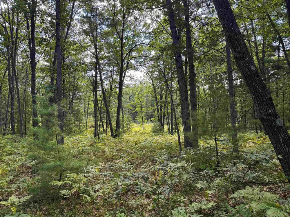 Supply Road Whitewater Township, MI 49686