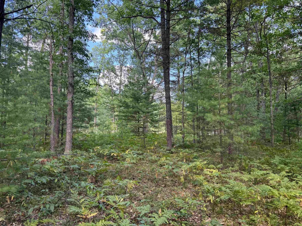 Supply Road Whitewater Township, MI 49686