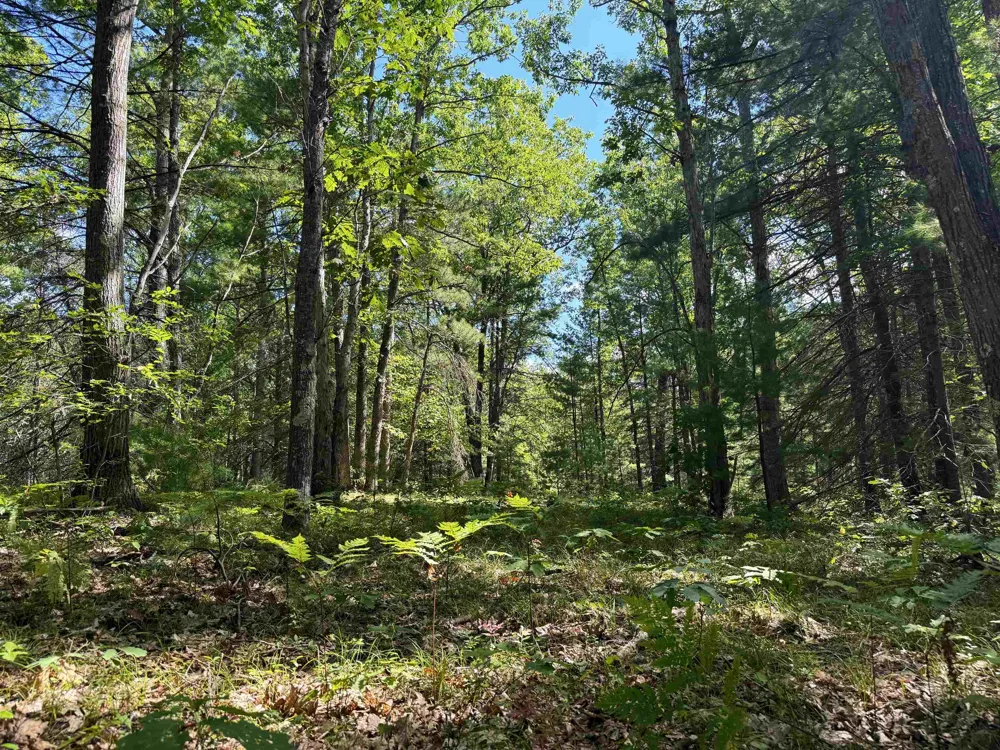 Supply Road Whitewater Township, MI 49686