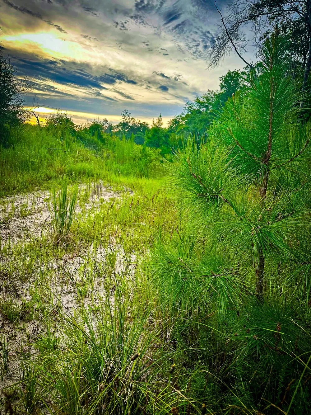Segno Fire Lane Livingston, TX 77351
