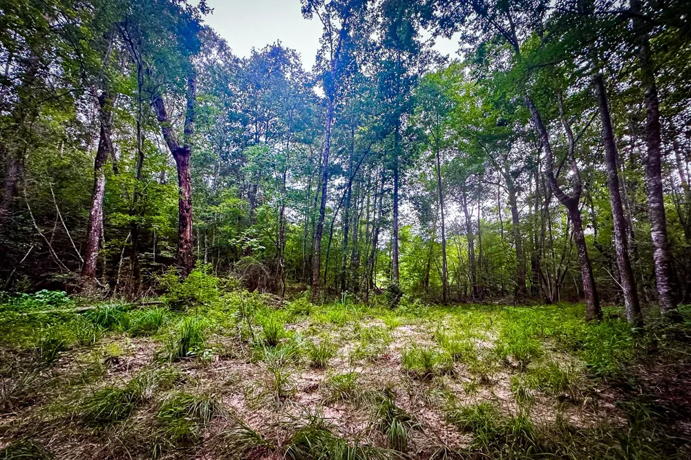 Segno Fire Lane Livingston, TX 77351