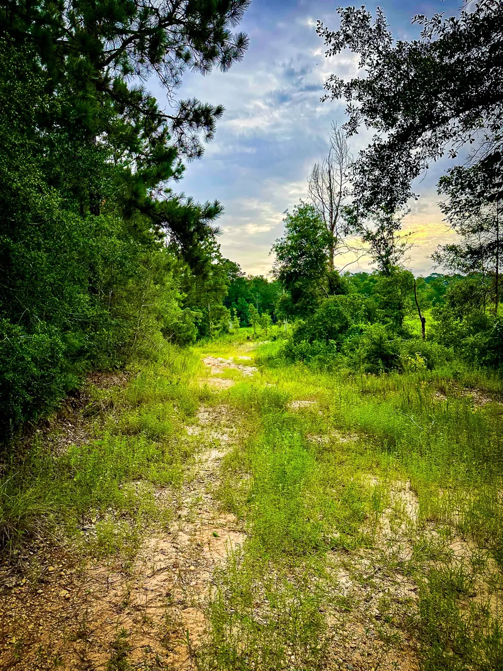Segno Fire Lane Livingston, TX 77351