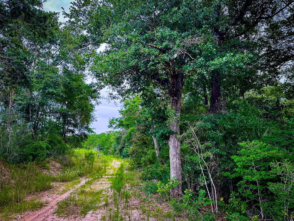 Segno Fire Lane Livingston, TX 77351