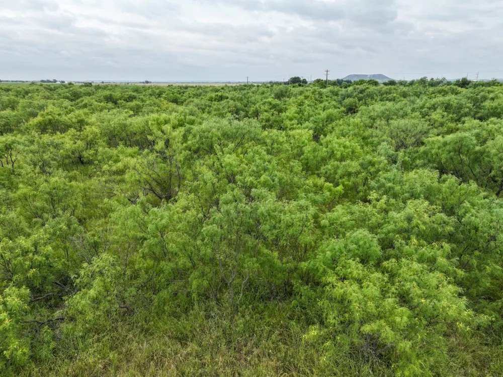 171 Badger Den Tuscola, TX 79562