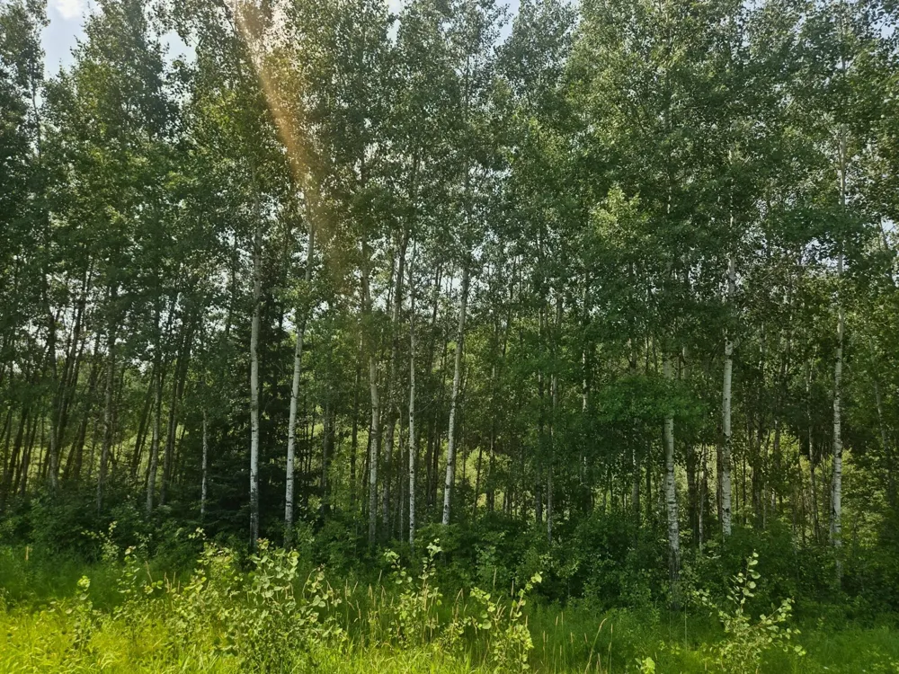 17 County Road Mizpah, MN 56660