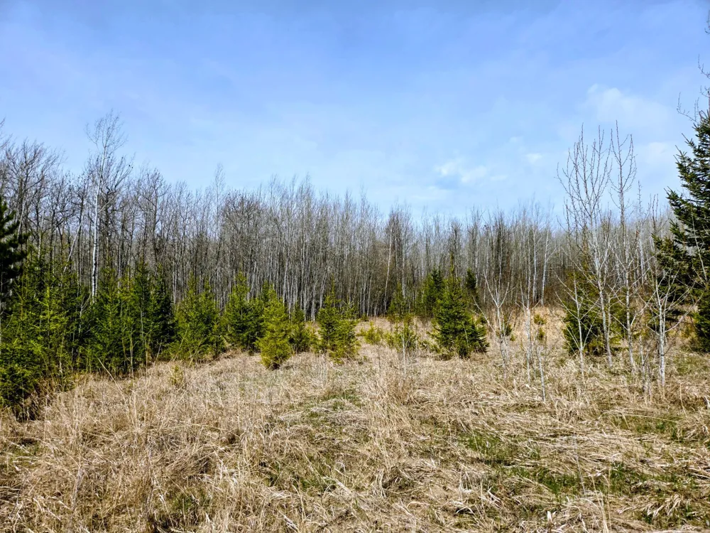 17 County Road Mizpah, MN 56660