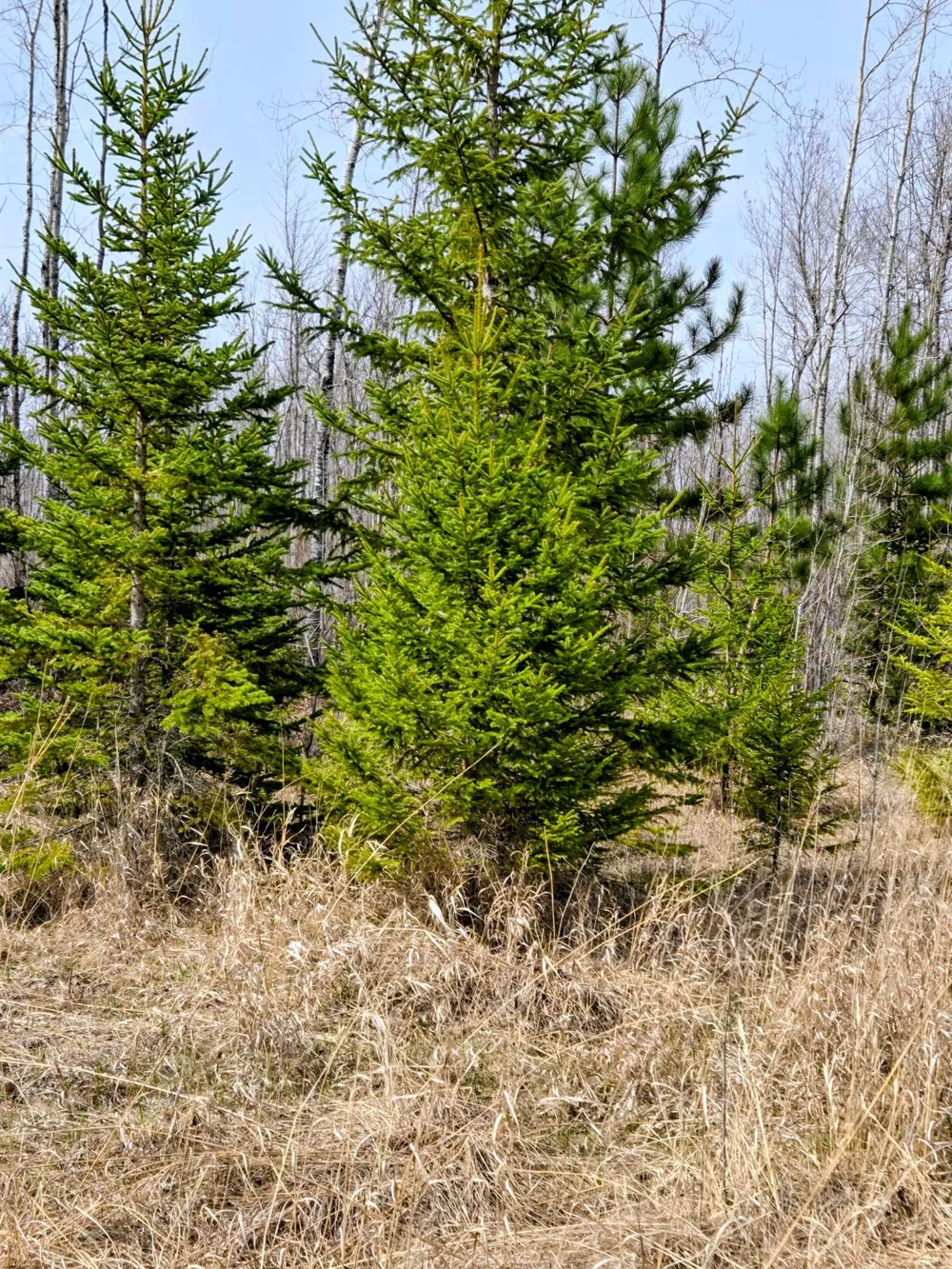 17 County Road Mizpah, MN 56660