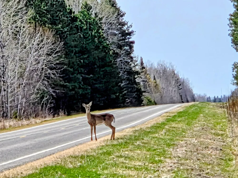 17 County Road Mizpah, MN 56660