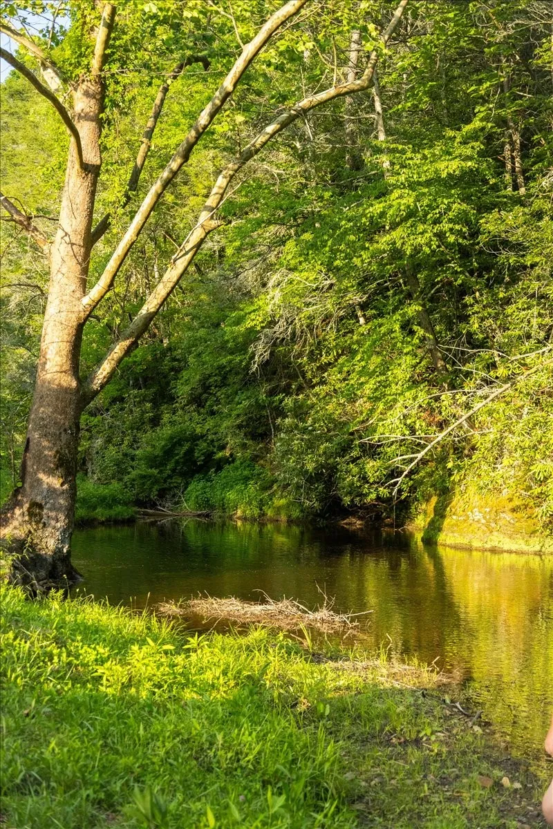 490 Mountain Springs Rd Tannersville, VA 24377