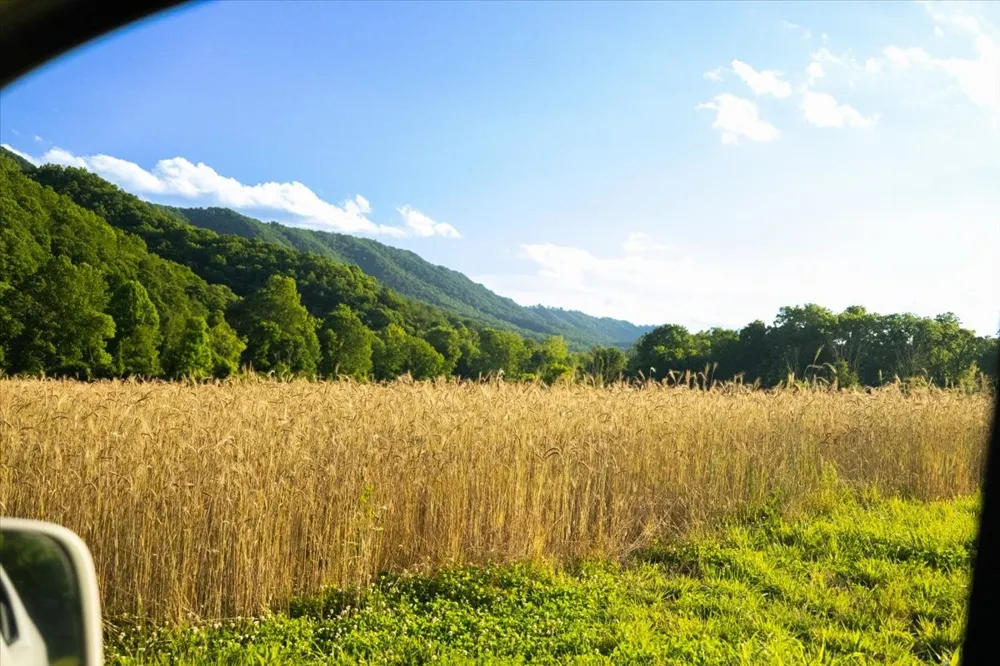 490 Mountain Springs Rd Tannersville, VA 24377