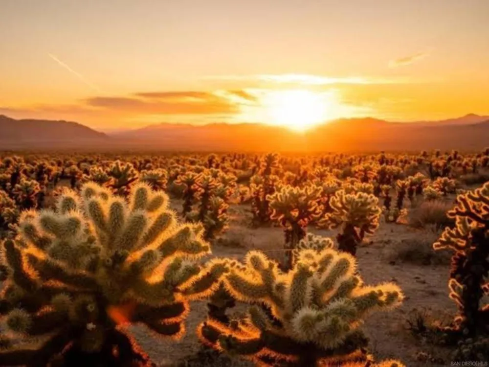 8022 Wesley Rd Joshua Tree, CA 92252