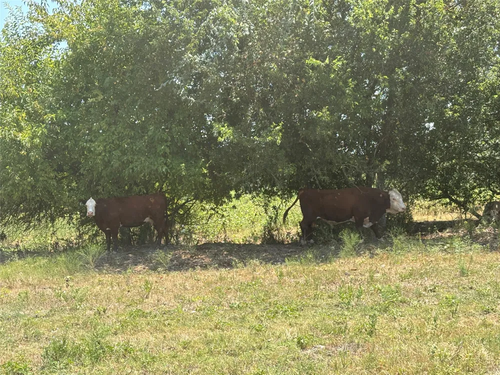 10 County Road 413 Thorndale, TX 76577