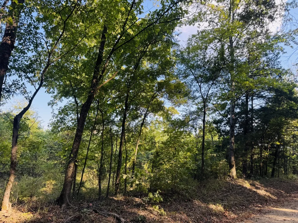 FM 410 Detroit, TX 75436