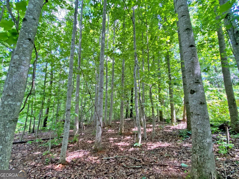 40.7AC Falling Pines Road Dahlonega, GA 30533