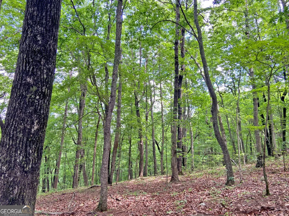 40.7AC Falling Pines Road Dahlonega, GA 30533