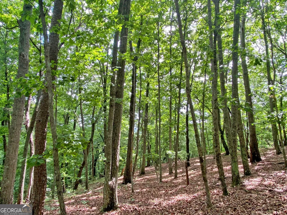 40.7AC Falling Pines Road Dahlonega, GA 30533
