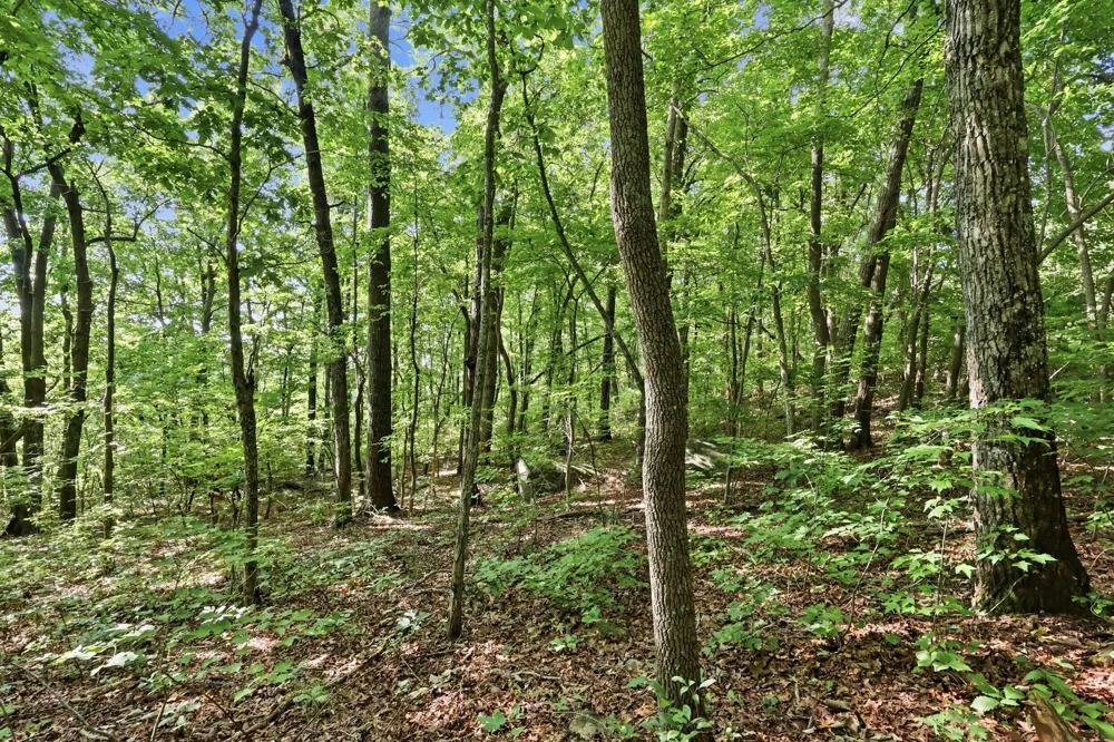 Old Rocky Trail Rising Fawn, GA 30738