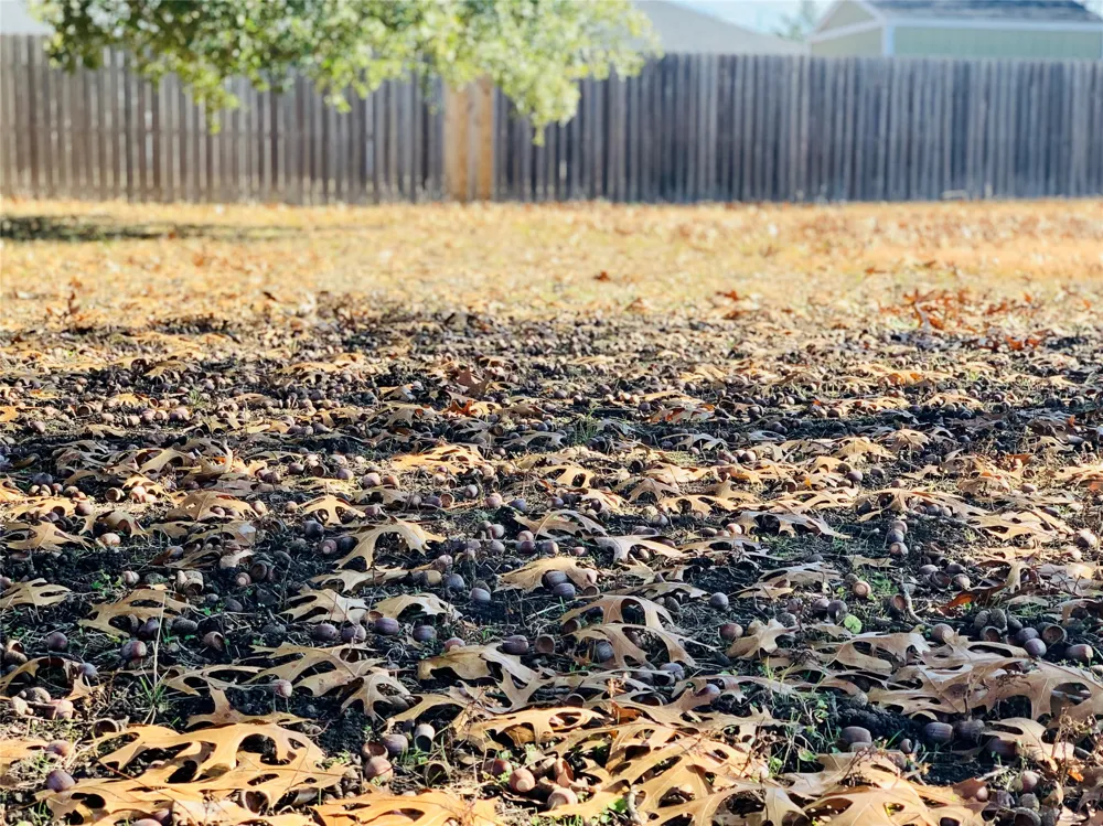 306 Pecan Street Howe, TX 75459