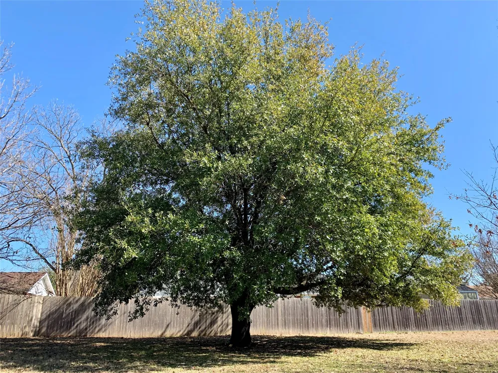 306 Pecan Street Howe, TX 75459
