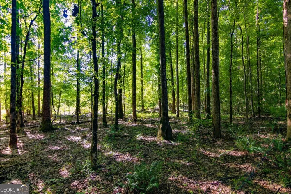 TRACT 8 Carlisle Gap RD Woodland, GA 31836