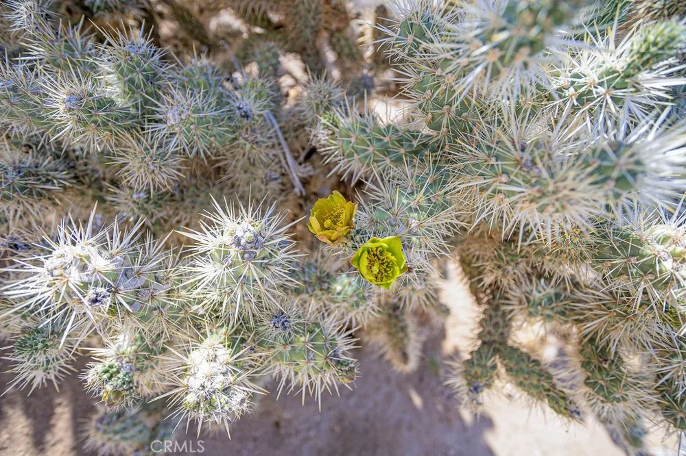 60194 La Mirada Trail Joshua Tree, CA 92252