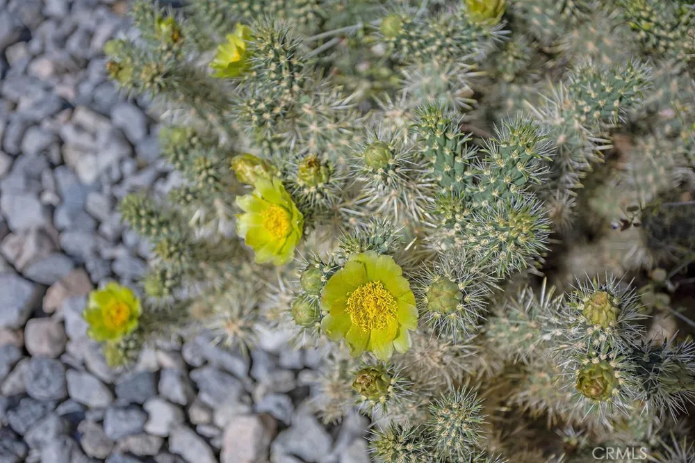 60194 La Mirada Trail Joshua Tree, CA 92252