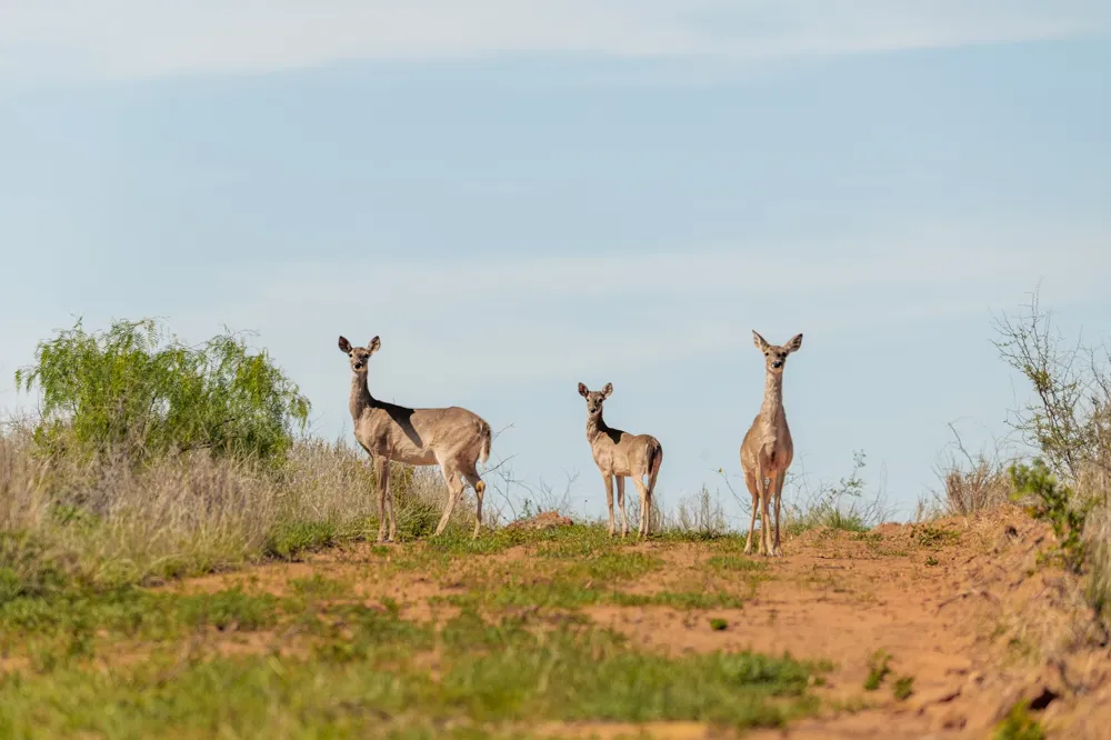 County Road 121 Coleman, TX 76834